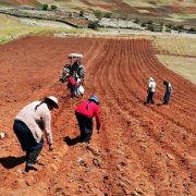 SE APRUEBA EL REGLAMENTO DE LA NUEVA LEY DEL SECTOR AGRARIO